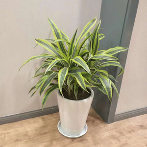 巴西美人铁 中型绿植室内办公室走廊净化空气吸甲醛好养绿植花卉
