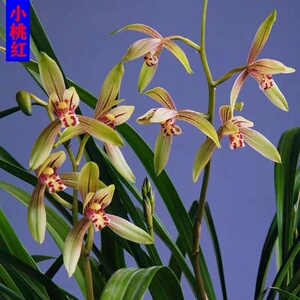 金边建兰小桃红