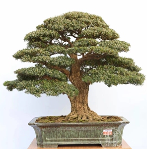 高档瓜子黄杨盆景中大型精品雀舌黄杨造型老桩别墅庭院阳台盆景