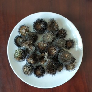 中药材 紫锥菊花 500克 紫锥菊花朵 松果菊花