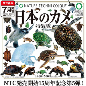 NTC乌龟立体图鉴特装版扭蛋 IKIMON正版海龟陆龟收藏模型 7月预定