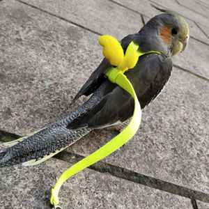 鹦鹉放飞绳背带