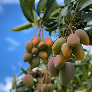 新鲜红金龙小芒果