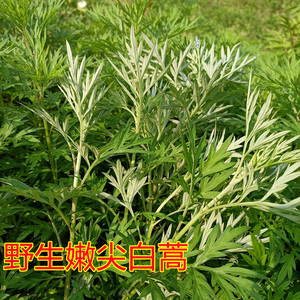 青蒿新鲜白蒿重庆四川高山野生茼蒿野菜青团粑粑蒿叶苗可食用原料