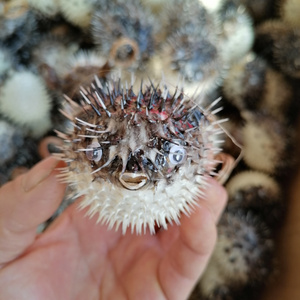 天然海刺豚鱼气骨鱼刺猬鱼海洋鱼皮标本地中海家居收藏挂件礼物