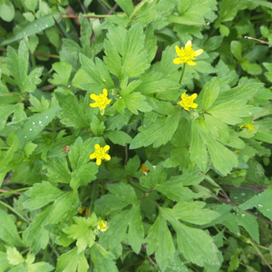 贵州新鲜起泡草 茴茴蒜 鸭脚板 辣子草 禹毛莨外敷现挖包邮500g