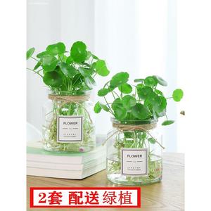 透明水培塑料花瓶绿萝水生植物植物容器适于室内桌面摆放花盆花瓶