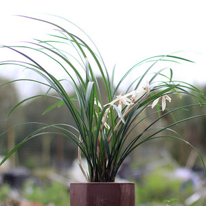 【四川兰草】四川兰草品牌,价格 - 阿里巴巴