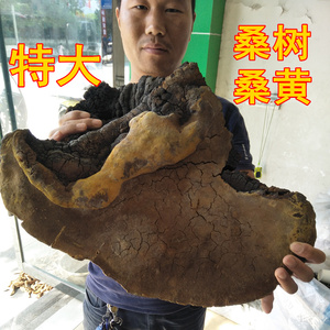 纯野生桑树桑黄