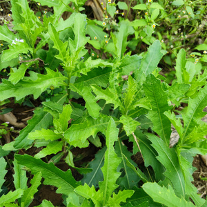 贵州野生七七菜新鲜纯野生 带刺菜带根带叶小蓟草刺儿菜现采500克