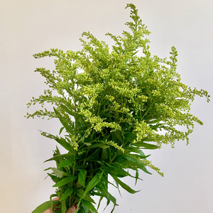 【黄莺配草】黄莺鲜花玫瑰百合向日葵鲜花配花点缀花婚车桌花点缀