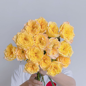 独特花型橙黄色系暴风女神玫瑰鲜花云南昆明直发插花水养顺丰空运