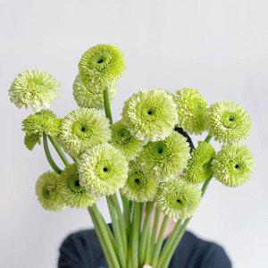 独特mini绿色重瓣扶郎花鲜花迷你弗朗花云南直发耐养花期长节日