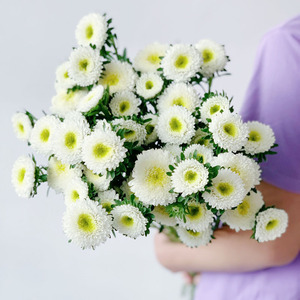 清新田园风白色翠菊鲜花束办公家用水养云南直发百搭配花鲜切雏菊