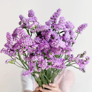 浅紫色aa级勿忘我鲜花云南直发插花水养可做干花花期长送长辈顺丰