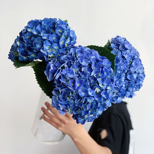 稀有色宝蓝色绣球鲜花云南直发家用办公插花鲜切花节日礼品真花