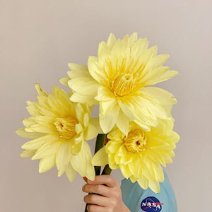 黄色睡莲鲜花云南昆明直发家用办公插花水养鲜切花花期长节日送人