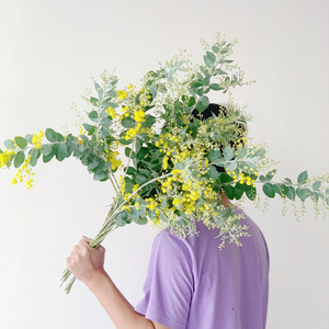 应季高端ins银叶金合欢鲜花花束家用水养云南直发布置点睛圣诞花