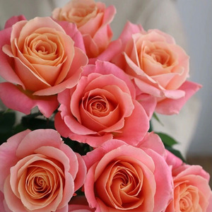 梦幻到心坎极致色彩橘粉色猪猪小姐玫瑰鲜花云南直发插花生日礼品