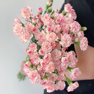 白色粉边甜心康乃馨鲜花花束家用水养云南直发插花母亲节日礼品