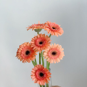 迷你三文鱼扶郎花鲜花弗朗花鲜切花云南直发婚礼礼品商务花束顺丰