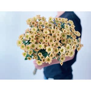 稀品精选小清新香槟金色小雏菊鲜花花束家用水养送人易养护花期长