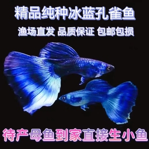 纯种冰蓝孔雀鱼大尾巴热带观赏鱼八个月大肚子孕母好养耐活易繁殖