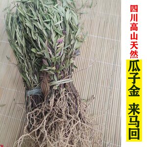 来马回中草药