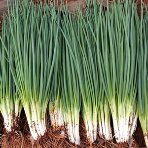 四季小香葱种子盆栽小葱蔬菜种籽春季冬秋季庭院阳台易种青菜种孑