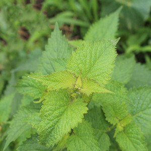 藿香种子把蒿排香草山茴香种籽苗大全种孑四季种植庭院阳台盆栽