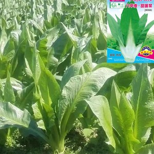 八甲唛菜种子阳春油麦菜甜麦菜种籽阳台庭院盆栽蔬菜种四季播种子