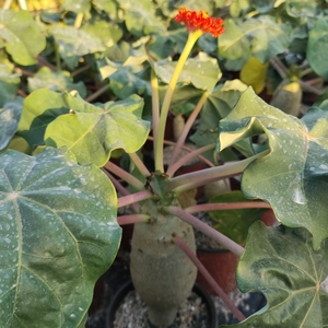 佛肚海棠块根植株珊瑚油桐多肉瓶子树四季开花阳台庭院盆栽花卉