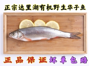 达里湖华子鱼赤峰专卖图片