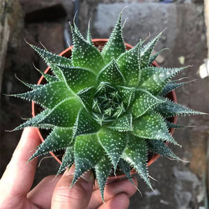 冰花芦荟 波露十二卷多肉盆栽 室内阳台好养易活防辐射绿植花卉