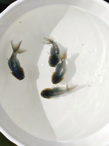 精品五花猫狮金鱼活体 蓝虎 菠萝头冷水淡水观赏鱼包活包邮