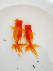 昌华影楼耗材批发商城淘宝精品紫绒球金鱼活体红绣球金鱼观赏鱼冷水