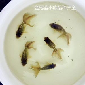 丹凤金鱼