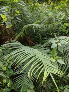 大蜈蚣草 蕨类植物 都市阳台花卉盆景奇花异草庭院绿化绿植盆栽