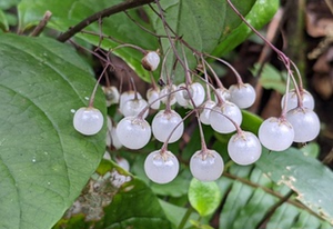 广西原生三叶香草 奇花异草植物 都市阳台客厅庭院绿化绿植盆栽