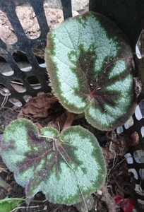 广西原生一口血秋海棠 家居美化植物 阳台客厅庭院绿化绿植盆栽