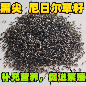 黑尖鸟食尼日尔草籽提性亮羽玉鸟芙蓉鸟金青大金黄麻料鸟粮鸟饲料