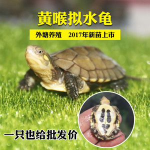 黄喉拟水龟北种石金钱龟苗 纯种小青头苗子三黄龟苗 宠物乌龟活体