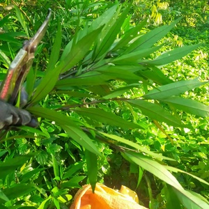 野生小驳骨苗小还魂接骨木接骨筒驳骨草驳骨丹小接骨草中草药