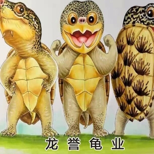 506人付款淘宝2减5】科迪莱猪鼻龟饲料沉底水龟黄头剃刀专用粮底栖鱼