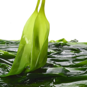 霞浦海带苗嫩特级1斤 新鲜海带芽三秒火锅海芽菜裙带菜海藻凉拌菜