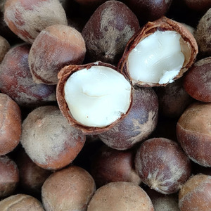 野生小板栗5斤锥栗钩子勾园子莲子米锥子毛栗子坚果零食龙珠子