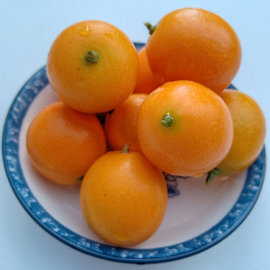 现摘新鲜金桔5斤熬柠檬膏孕妇小孩咳嗽炖冰糖雪梨黄皮金钱橘水果