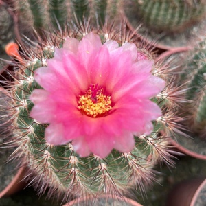 南国玉 仙人球 多肉植物 会开花易养开大花 室内吸甲醛防辐射