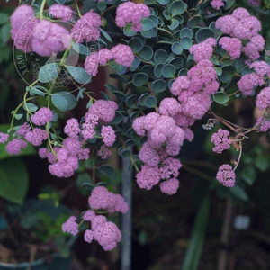 小型圆扇八宝景天 日高 多年生耐寒 耐热 秋季开花植物 盆栽组合