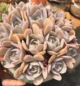 【花吉多肉】安娜玫瑰 手捧花造型 完美品相 韩国进口 一物一拍